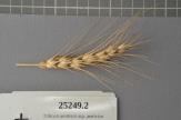 Click for 1 image(s) for this accession. Spike